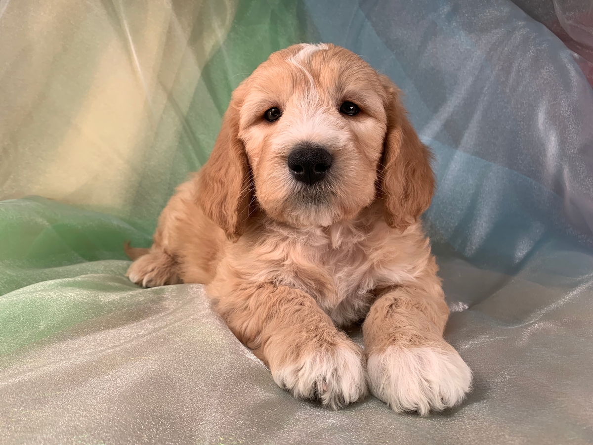 Miniature Goldendoodle, Parti colored Male, DOB 11-8-19 $1500
